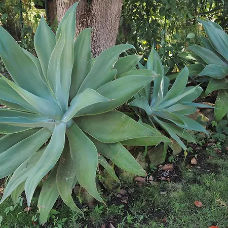 Confort Avec Piscine Privee Ventiseri